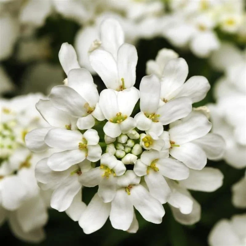 Candytuft