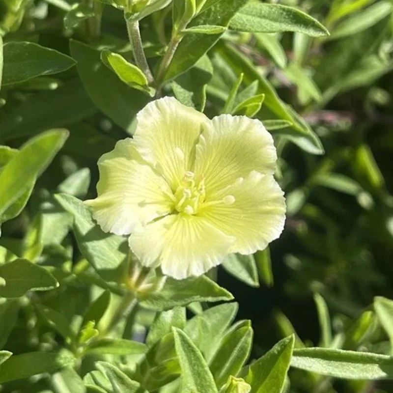 Sandwort