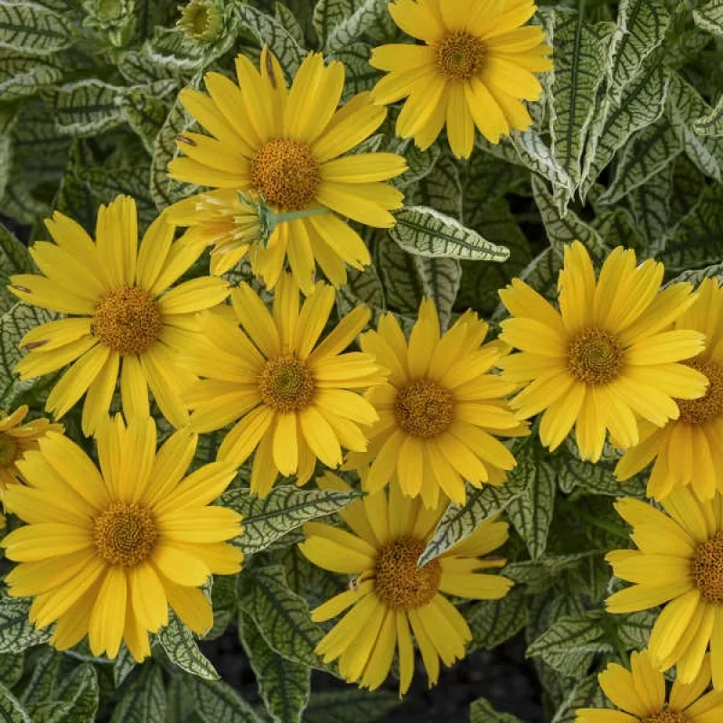 False Sunflower