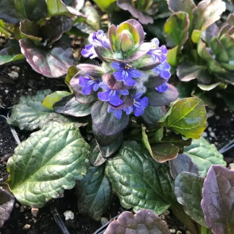 Bugleweed