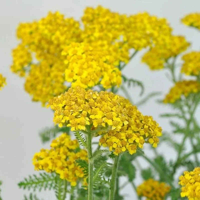 Yarrow