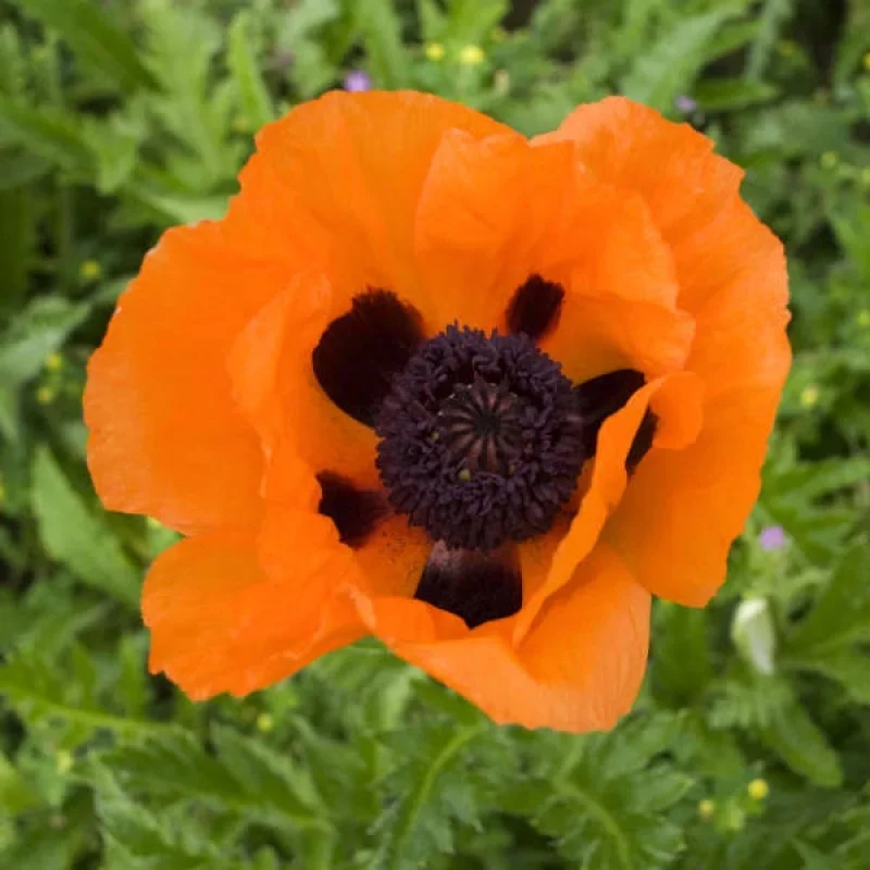 Oriental Poppy