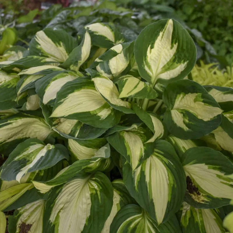 Plantain Lily