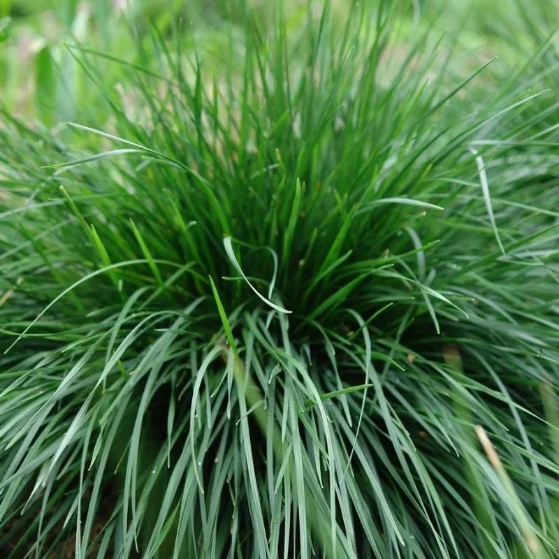 Tufted Hair Grass