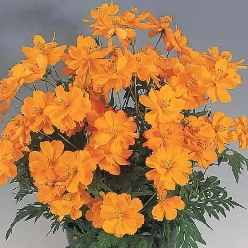 Sulfur Cosmos