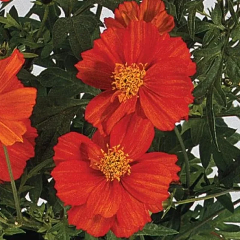 Sulfur Cosmos
