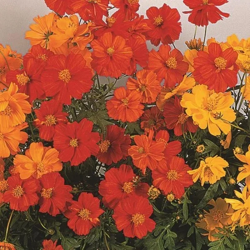 Sulfur Cosmos