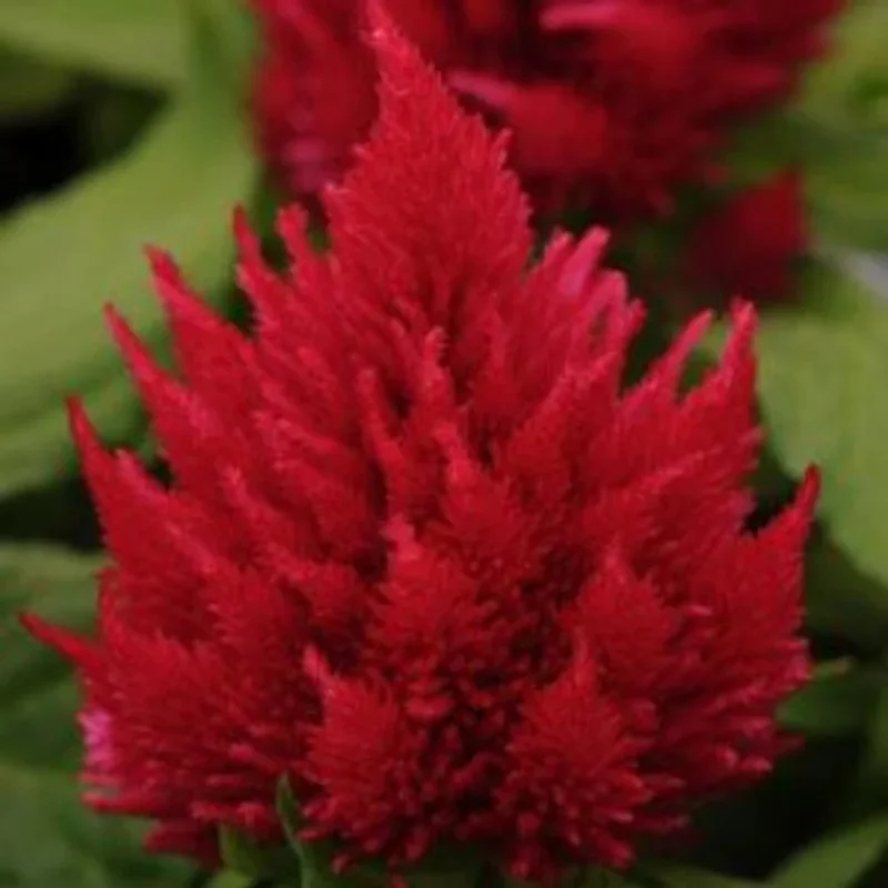 Plumed Cockscomb