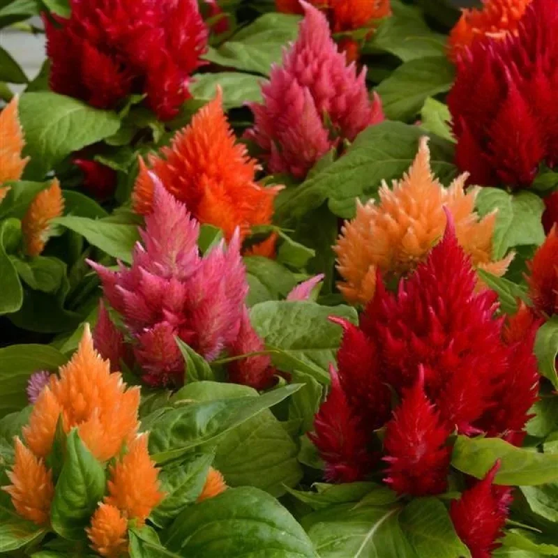 Plumed Cockscomb