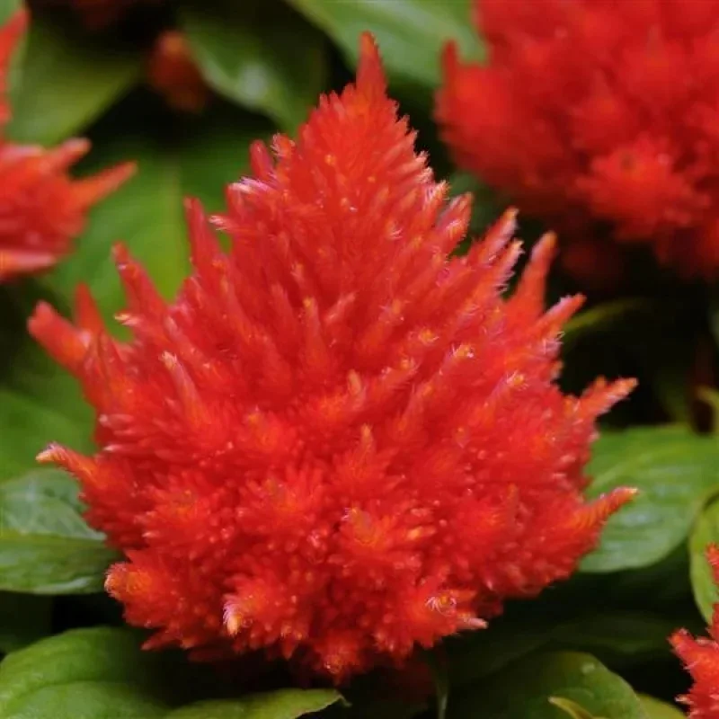 Plumed Cockscomb