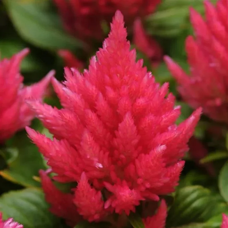 Plumed Cockscomb