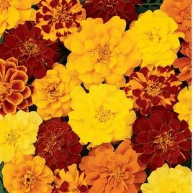 French Marigold