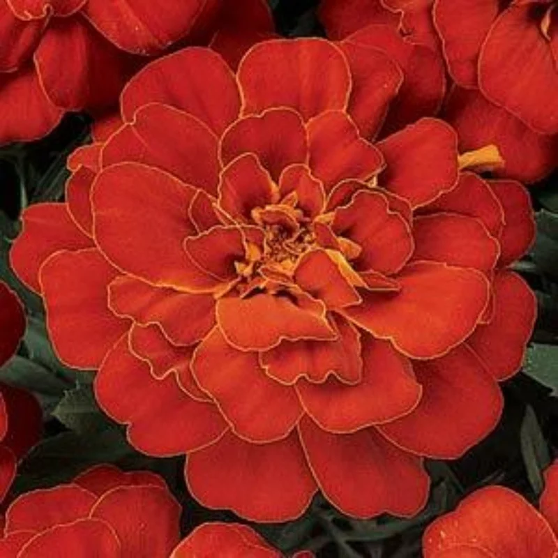 French Marigold