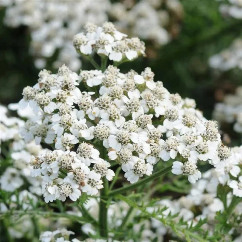 Yarrow