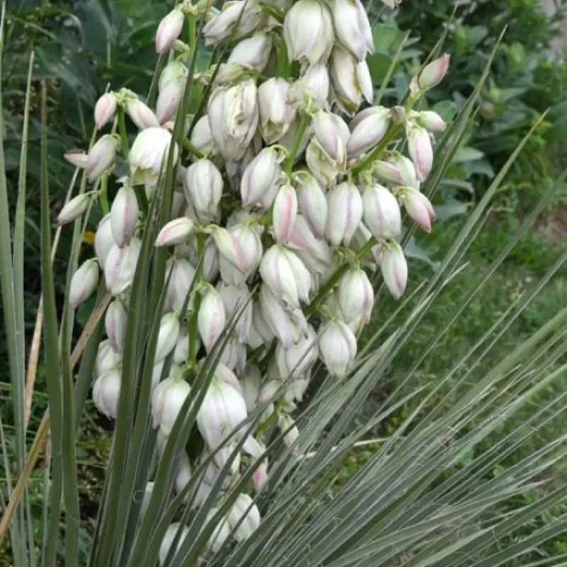 Soapweed Yucca
