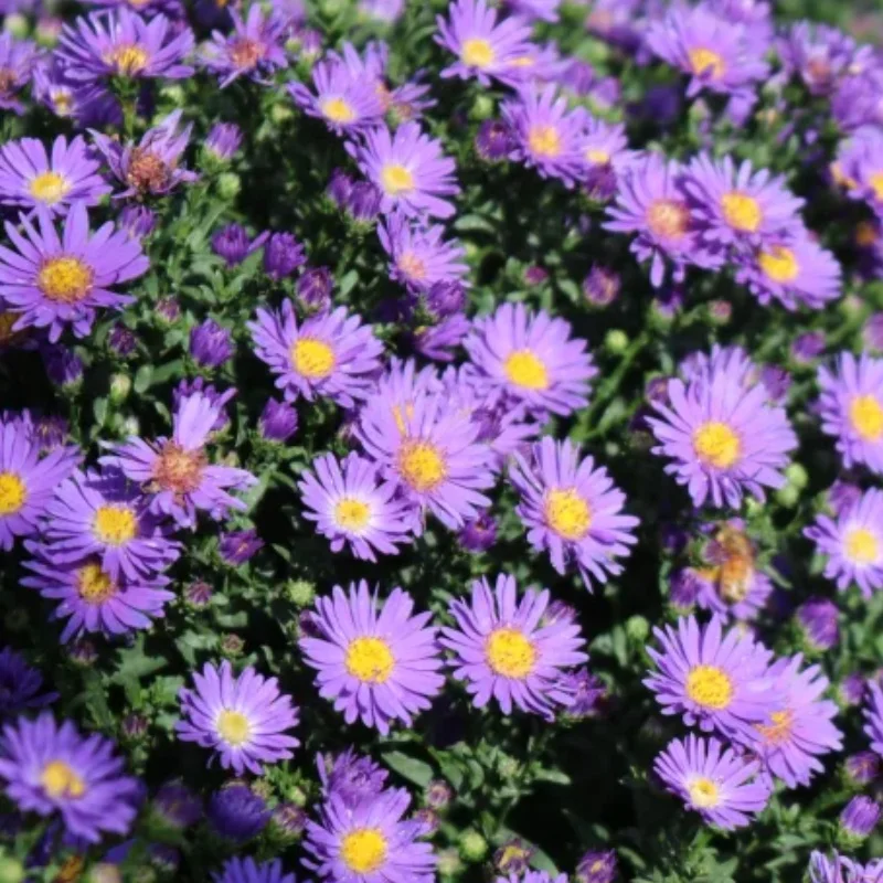 Michaelmas Daisy, New York Aster