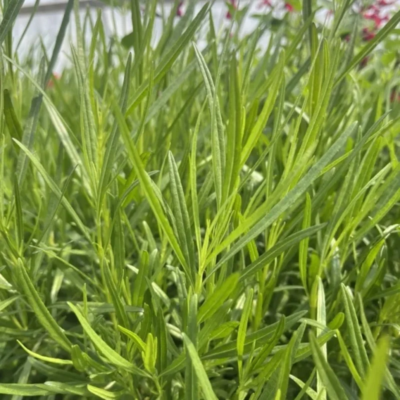 Blue Willow Sage
