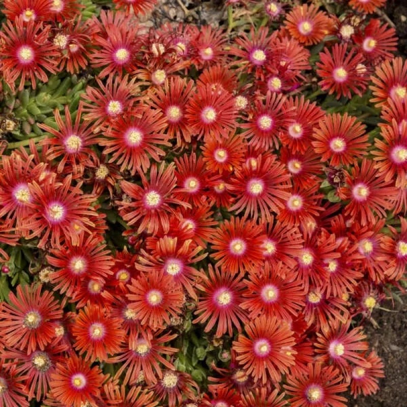 Hardy Ice Plant