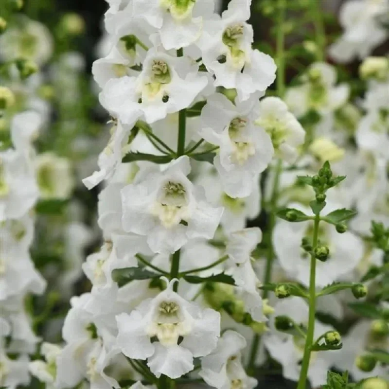 Summer Snapdragon