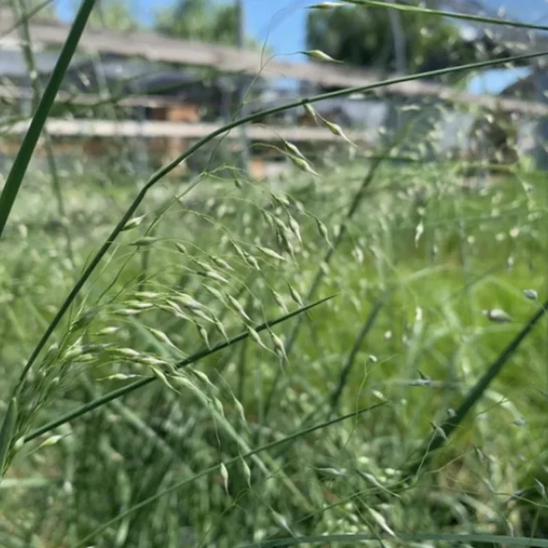 Indian Ricegrass