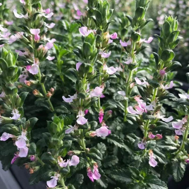 Creeping Germander