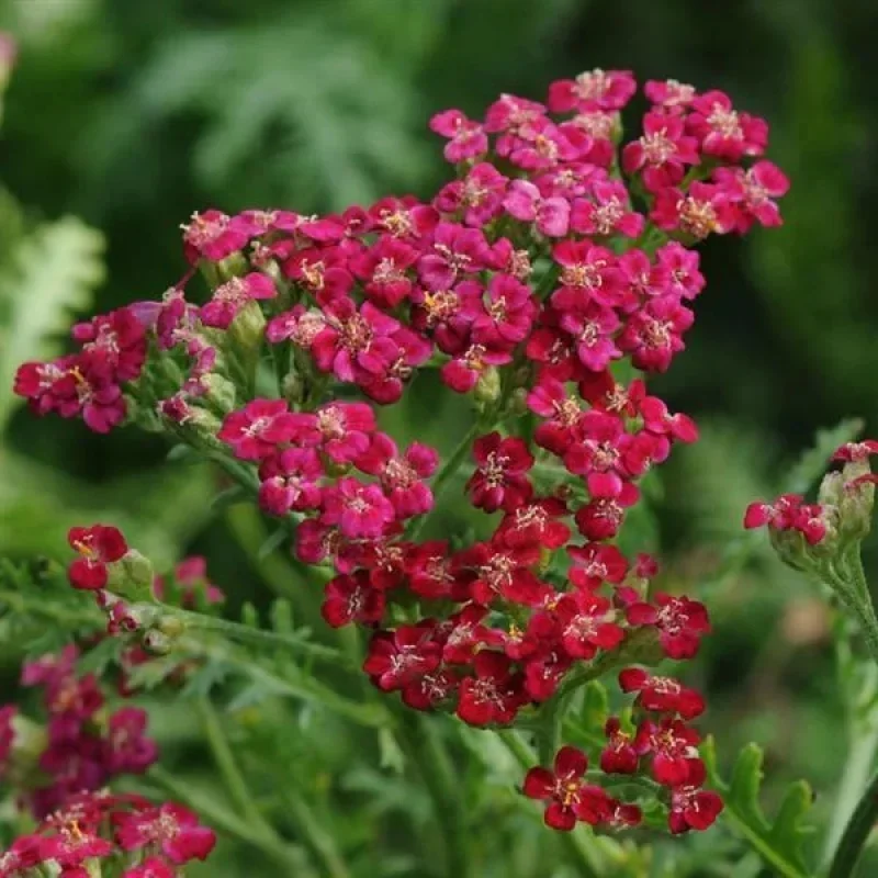 Yarrow