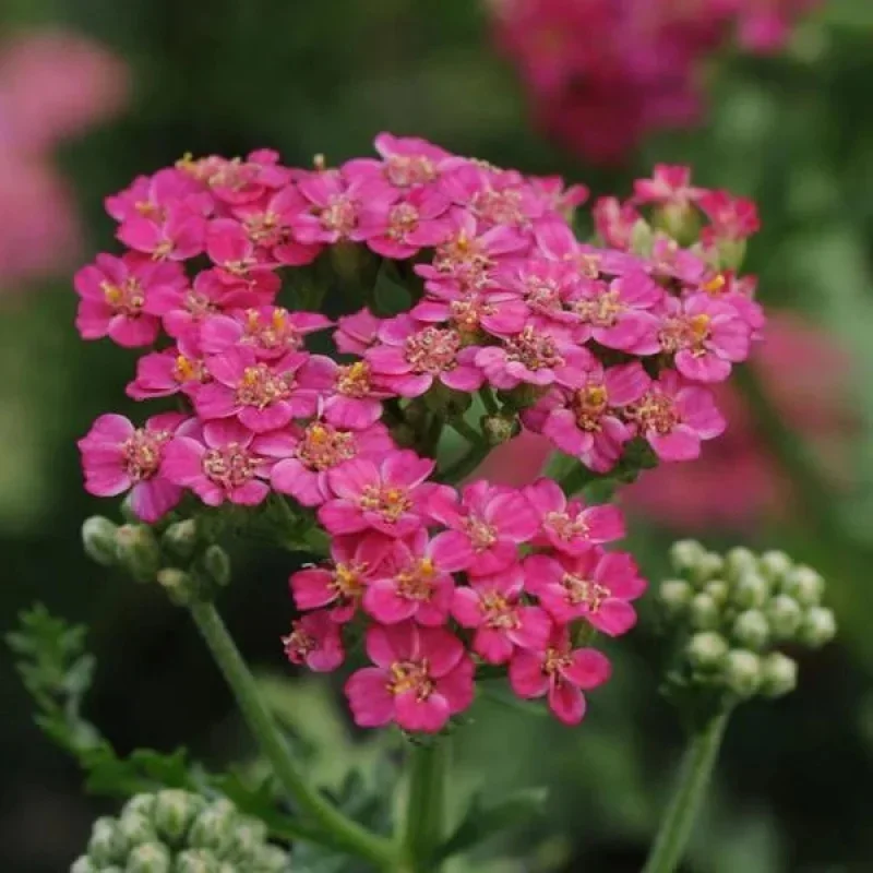 Yarrow