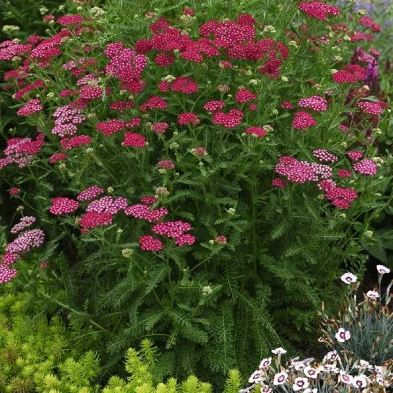Yarrow