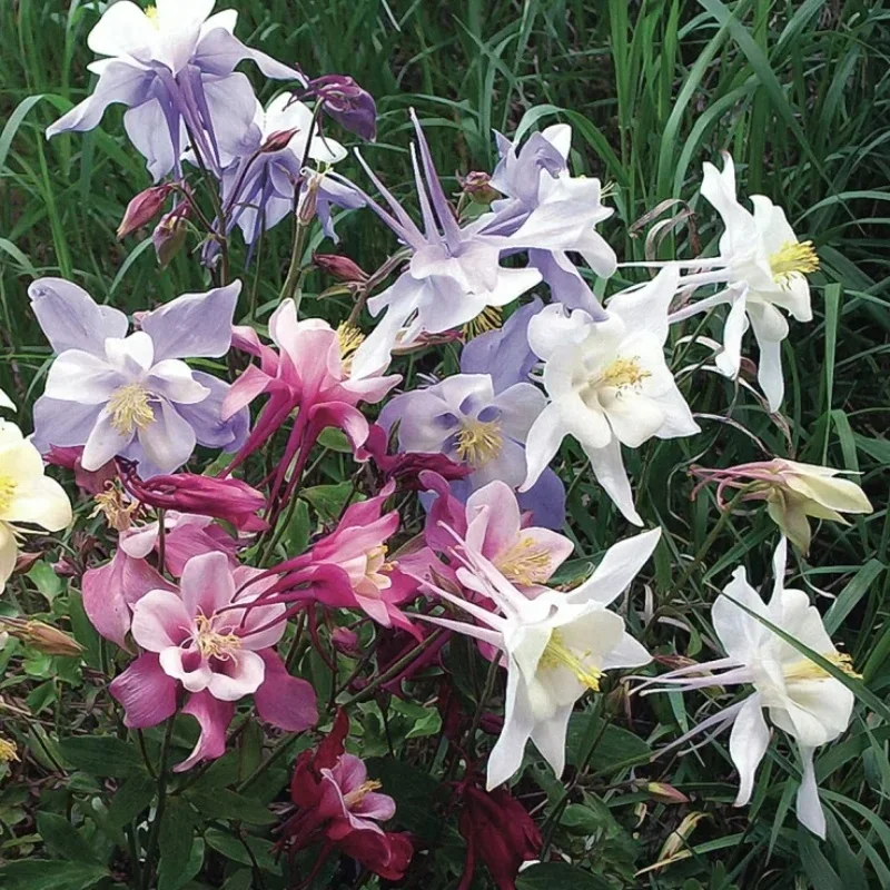 Columbine