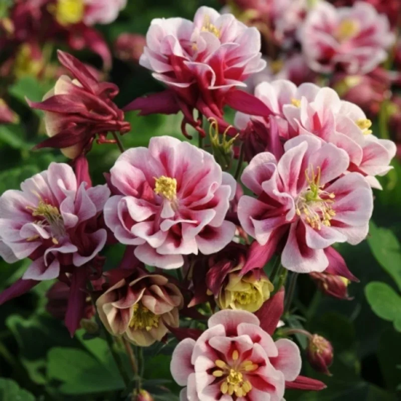Columbine