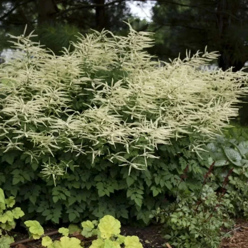 Goat's Beard