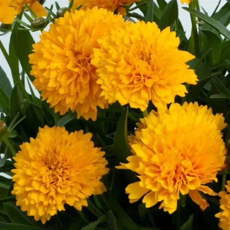 Tickseed