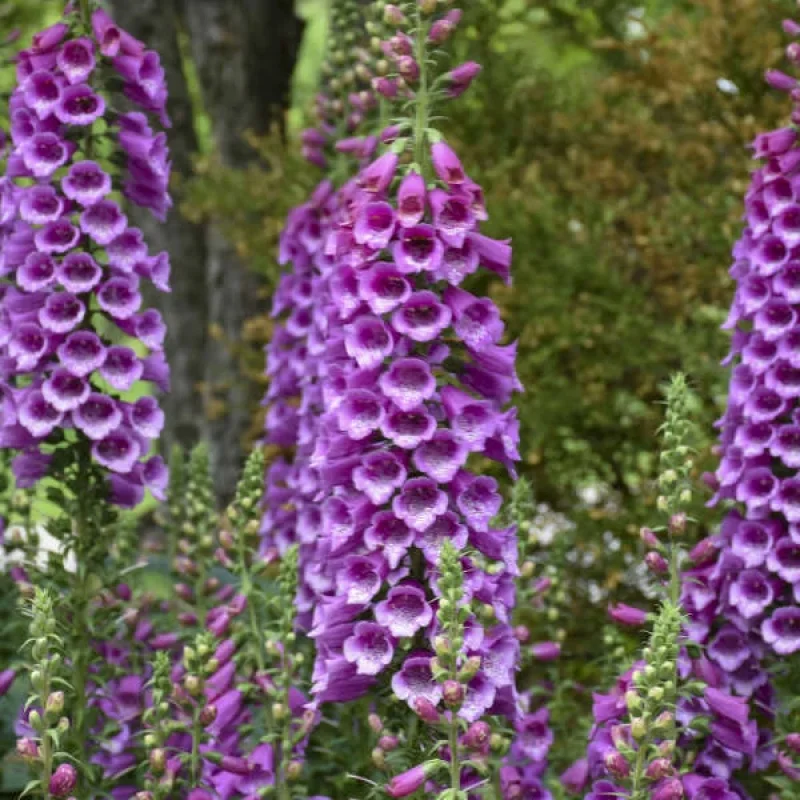 Foxglove
