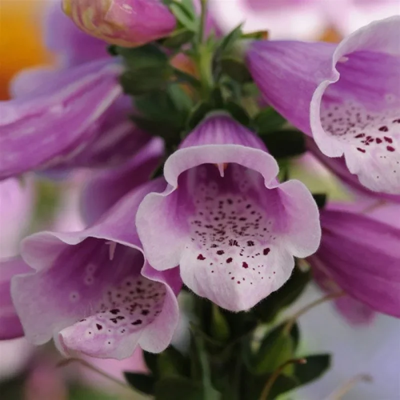 Foxglove