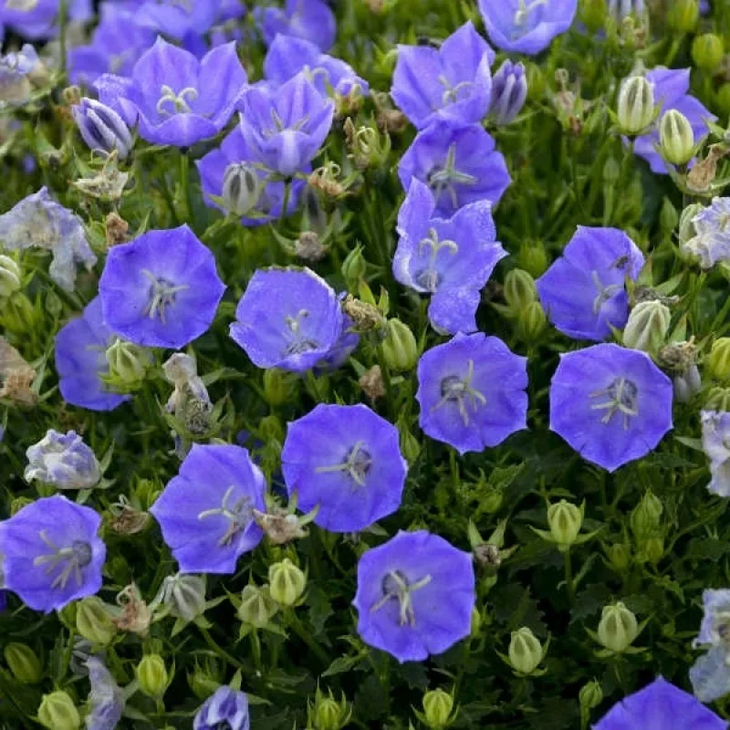 Bellflower
