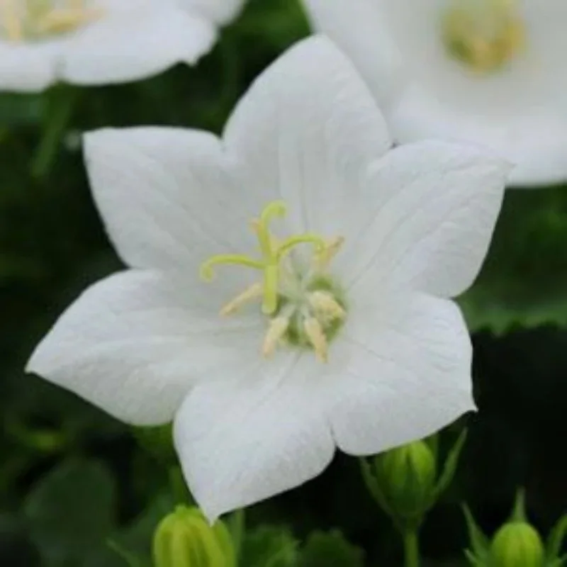 Bellflower