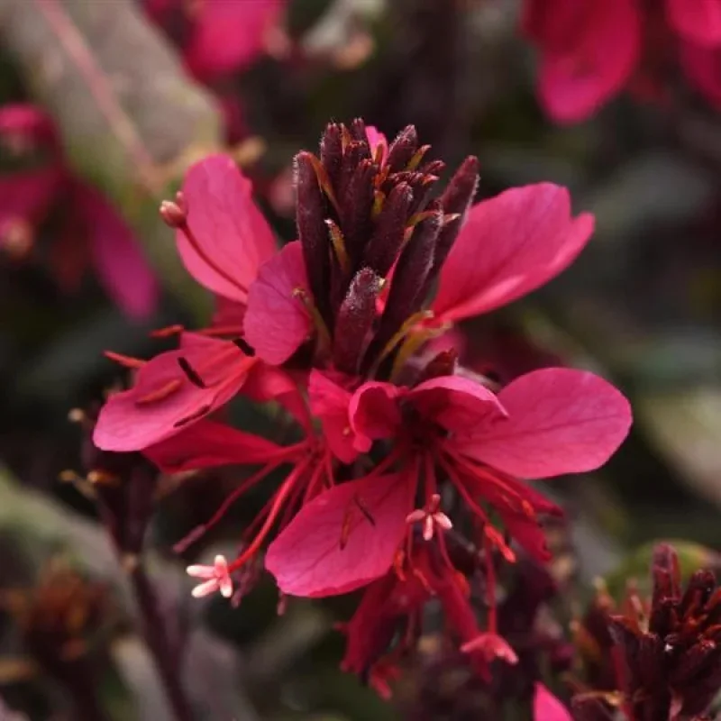Whirling Butterflies