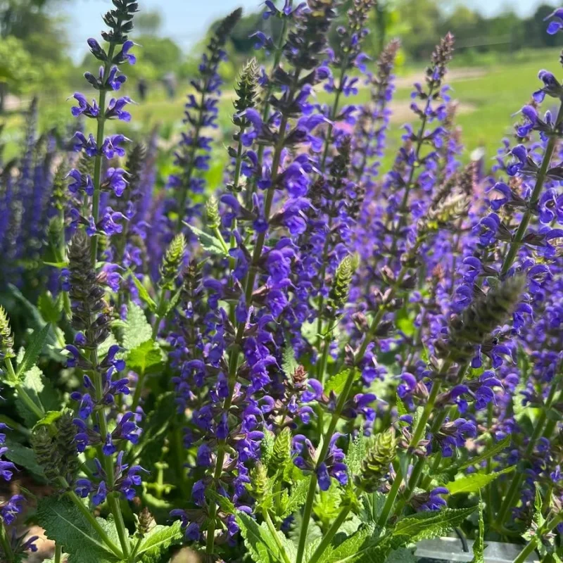 Meadow Sage