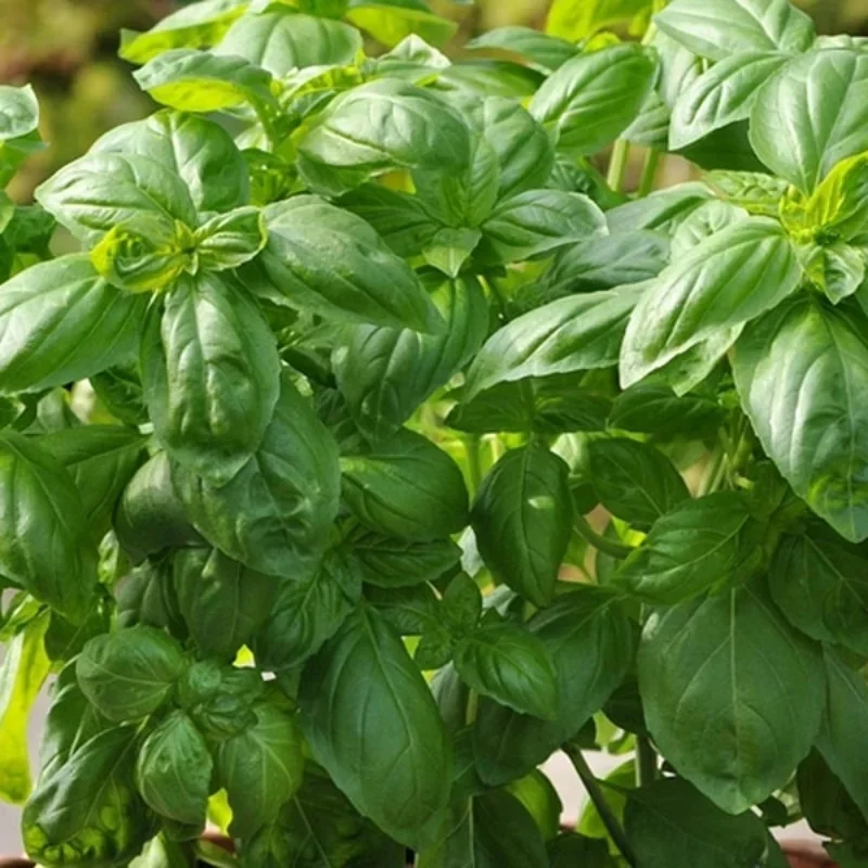 Annual Herb