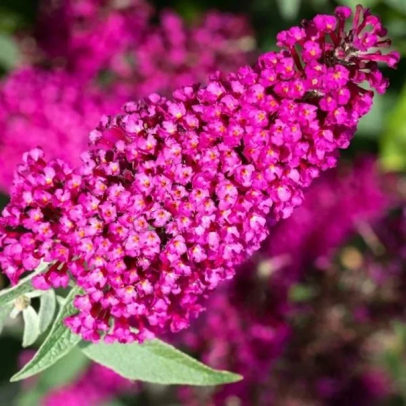 Butterfly Bush