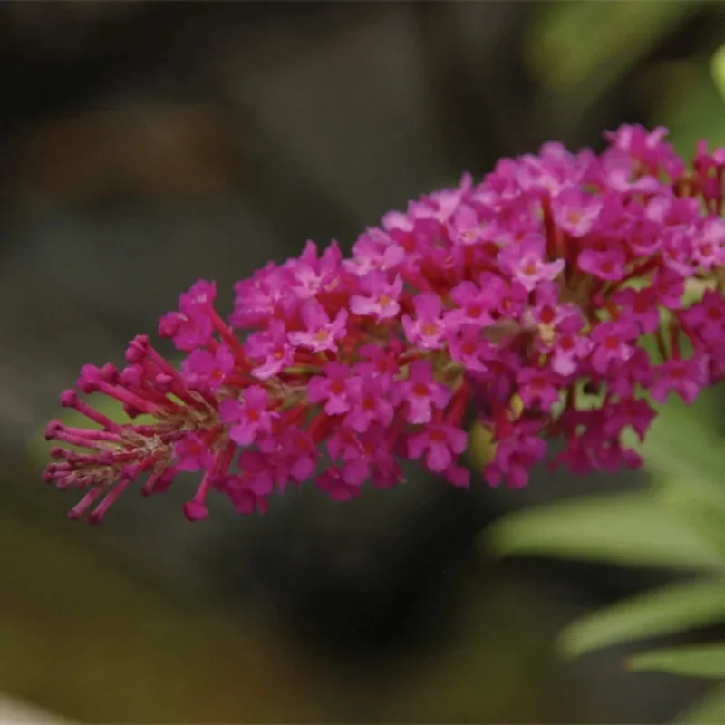 Butterfly Bush