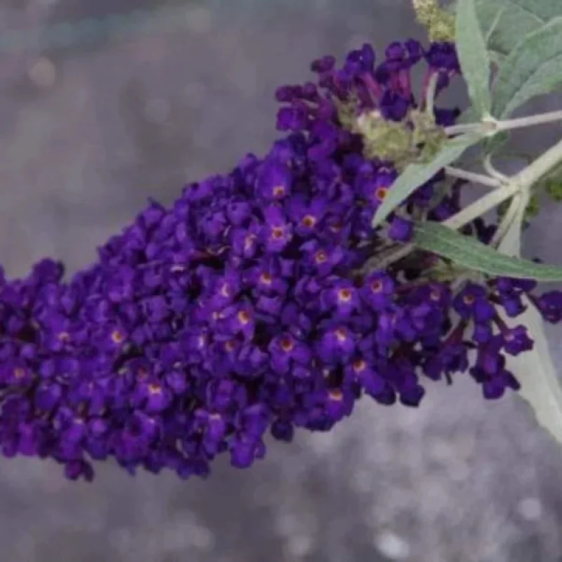 Butterfly Bush