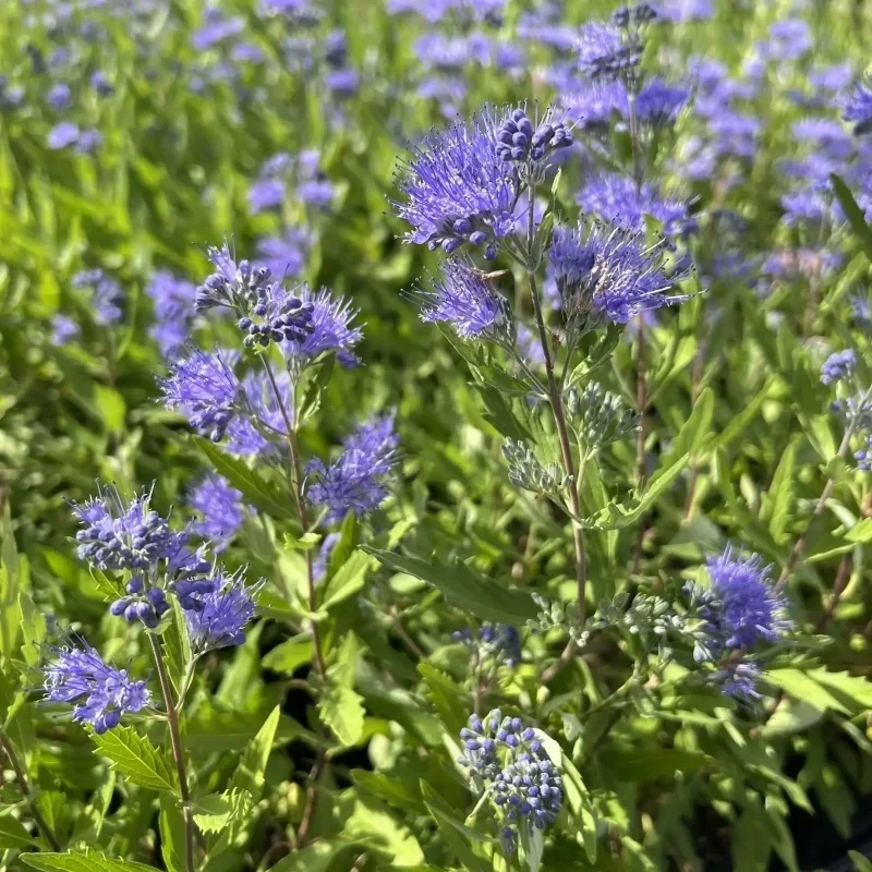 Bluebeard, Blue Mist Shrub