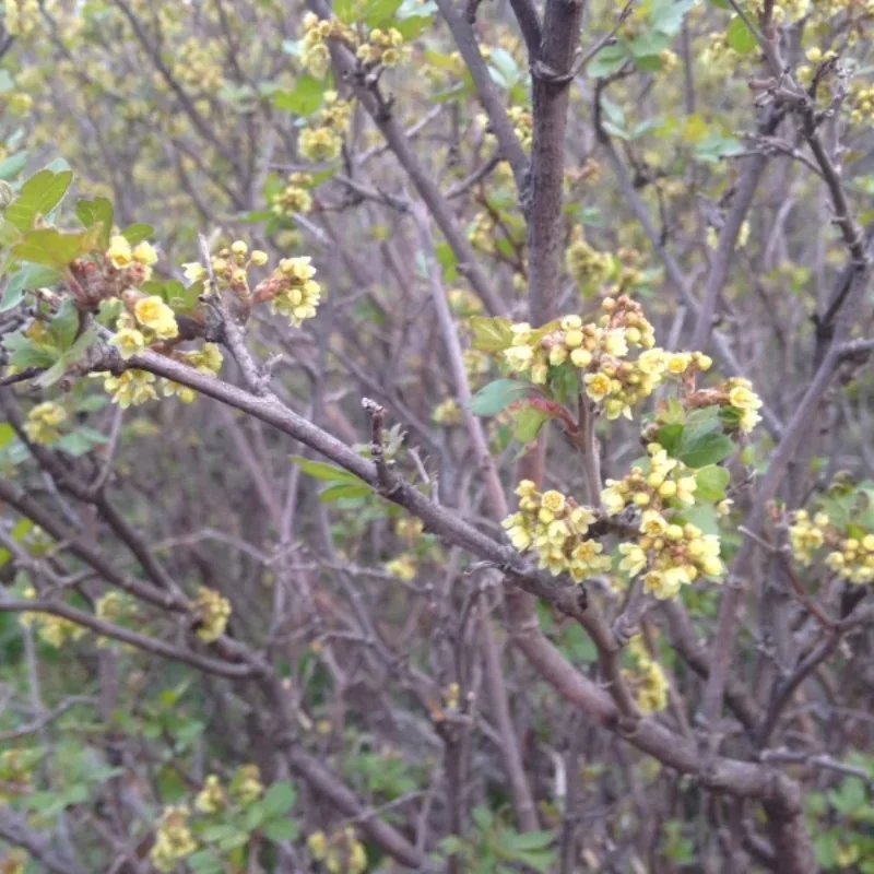 Three-Leaf Sumac
