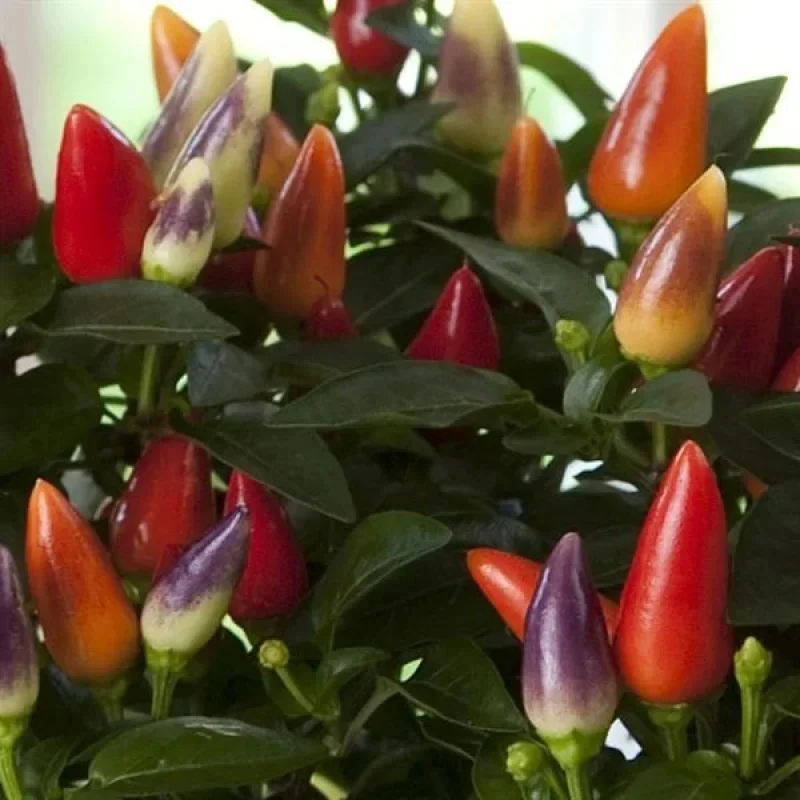 Annual Ornamental Pepper