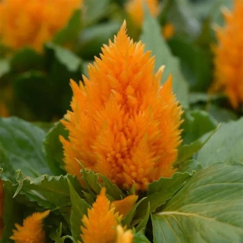 Plumed Cockscomb