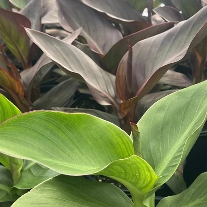 Canna Lily