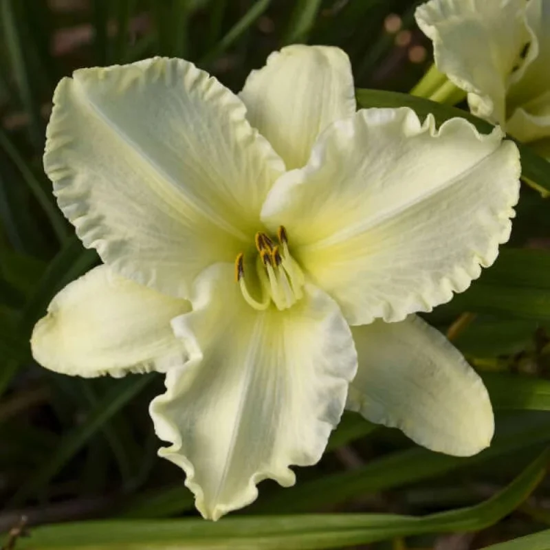 Daylily
