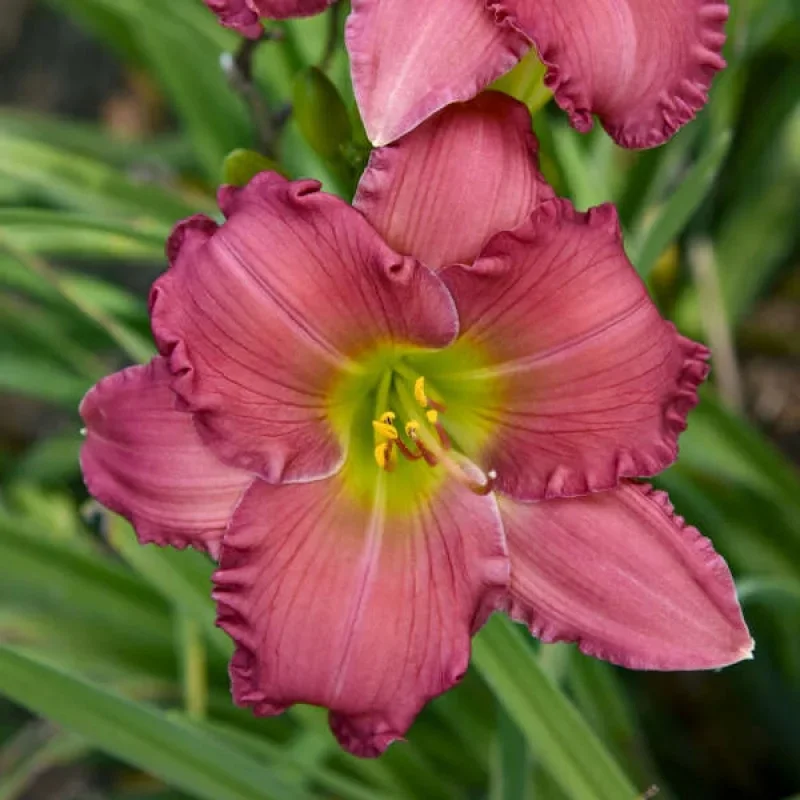 Daylily