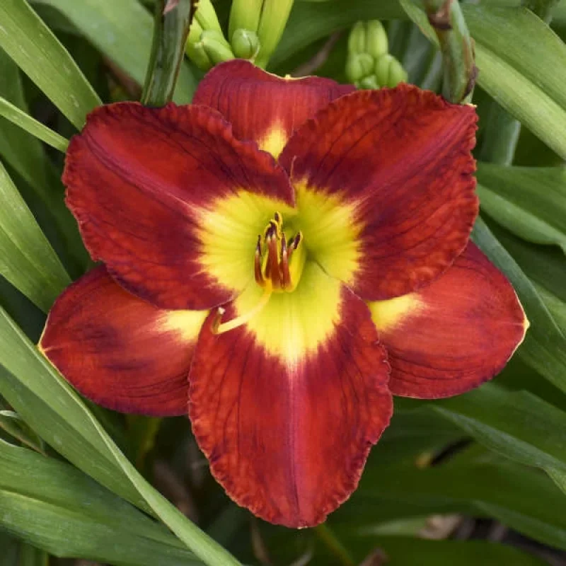 Daylily